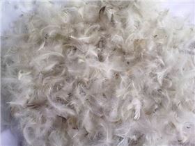 劣质羽绒.jpg 劣质羽绒.jpg