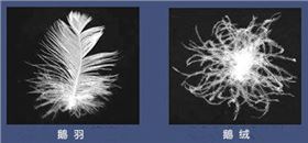 羽绒服制定用的小羽毛和羽绒 羽绒服制定用的小羽毛和羽绒