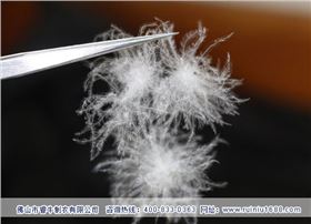 【独家解密】羽绒服贴牌代工中的“羽绒”都是白的吗? 【独家解密】羽绒服贴牌代工中的“羽绒”都是白的吗?