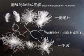 鹅毛_副本.jpg 鹅毛_副本.jpg