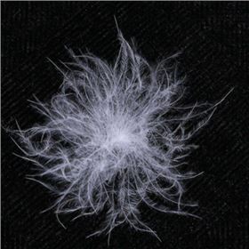 400绒毛.jpg 400绒毛.jpg